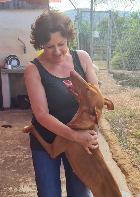 All About Podencos